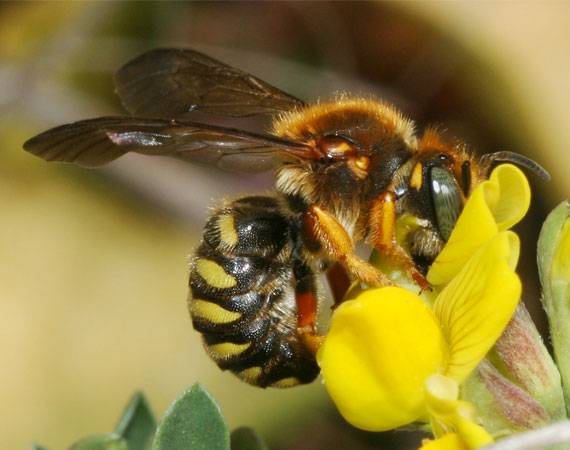 Scopri di più sull'articolo GLI INSETTI IMPOLLINATORI