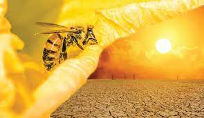 Scopri di più sull'articolo I CAMBIAMENTI CLIMATICI… gli effetti sui fiori e sulle api…
